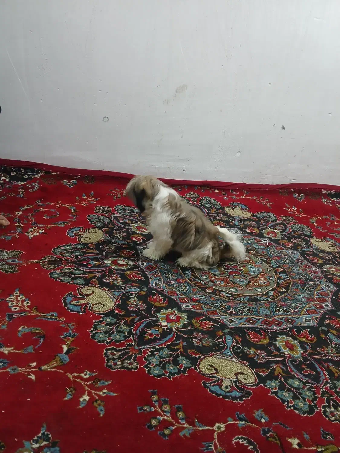 سگ شیتزو فلت|سگ|اراک, |دیوار