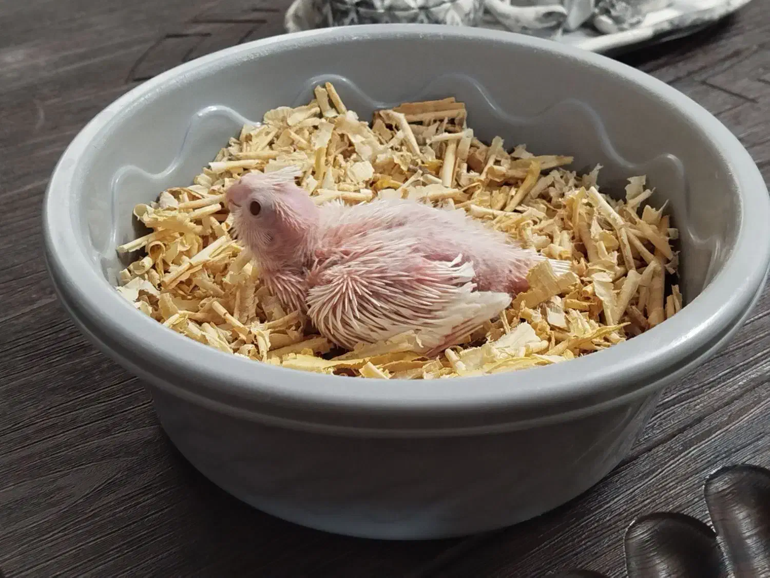 جوجه عروس هلندی آلبینو|پرنده|بجنورد, |دیوار