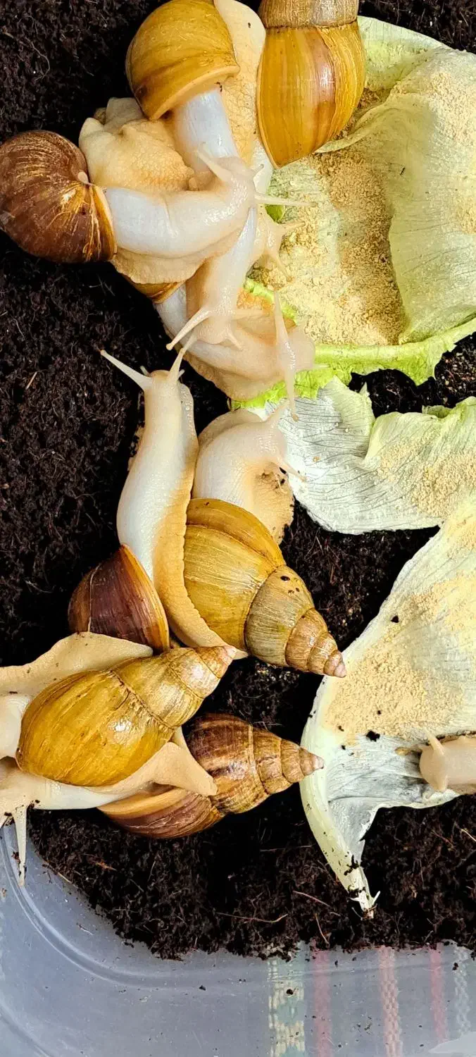 خرید وفروش حلزون|خزنده|تهران, فردوسی|دیوار