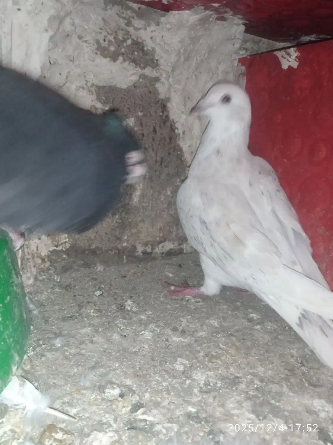 دورگ|پرنده|شوش, |دیوار