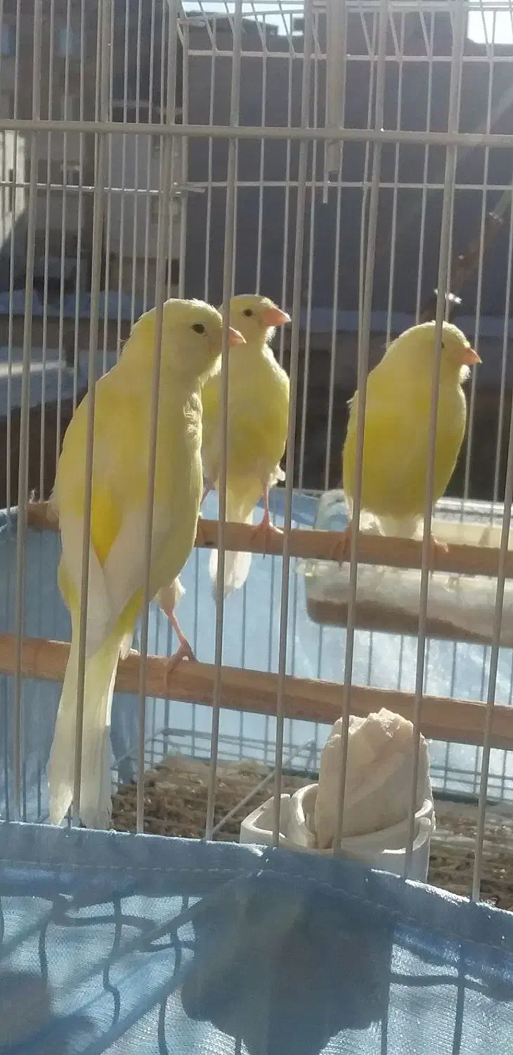 ۲ عدد نرقناری کاکلی و۳ قناری ازنظر جنسیت نامعلوم|پرنده|شاهرود, |دیوار