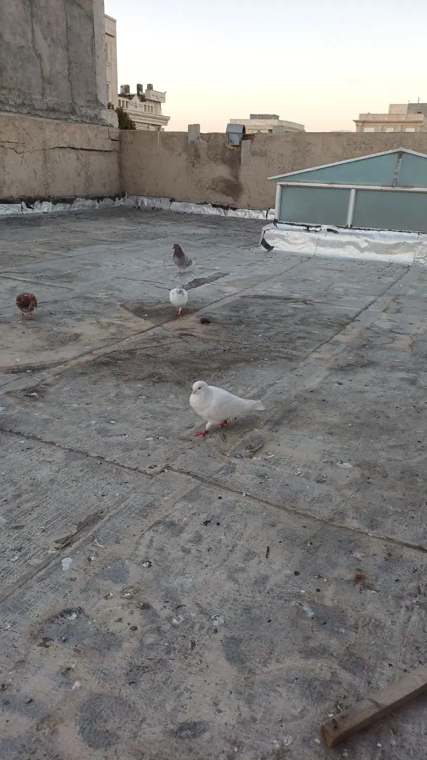 کبوتر پرشی۱۵۰|پرنده|خوی, |دیوار