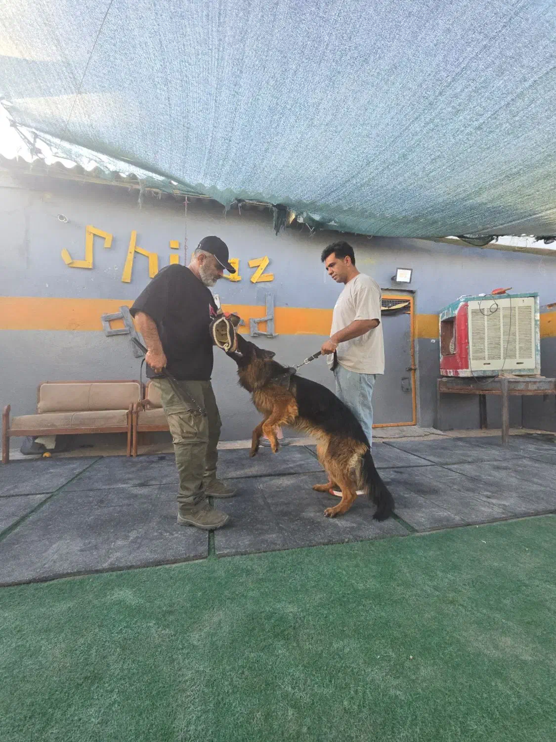 مربی سگ آموزش سگ|سگ|شیراز, میانرود|دیوار