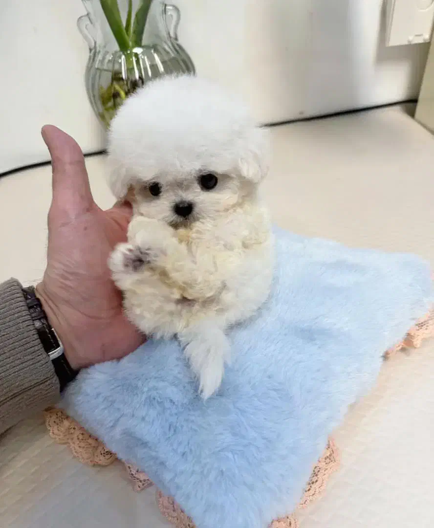 مالتیپو عروسکی|سگ|تهران, سردارجنگل|دیوار