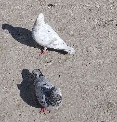 سرور|حیوانات|مشهد, امیرآباد|دیوار