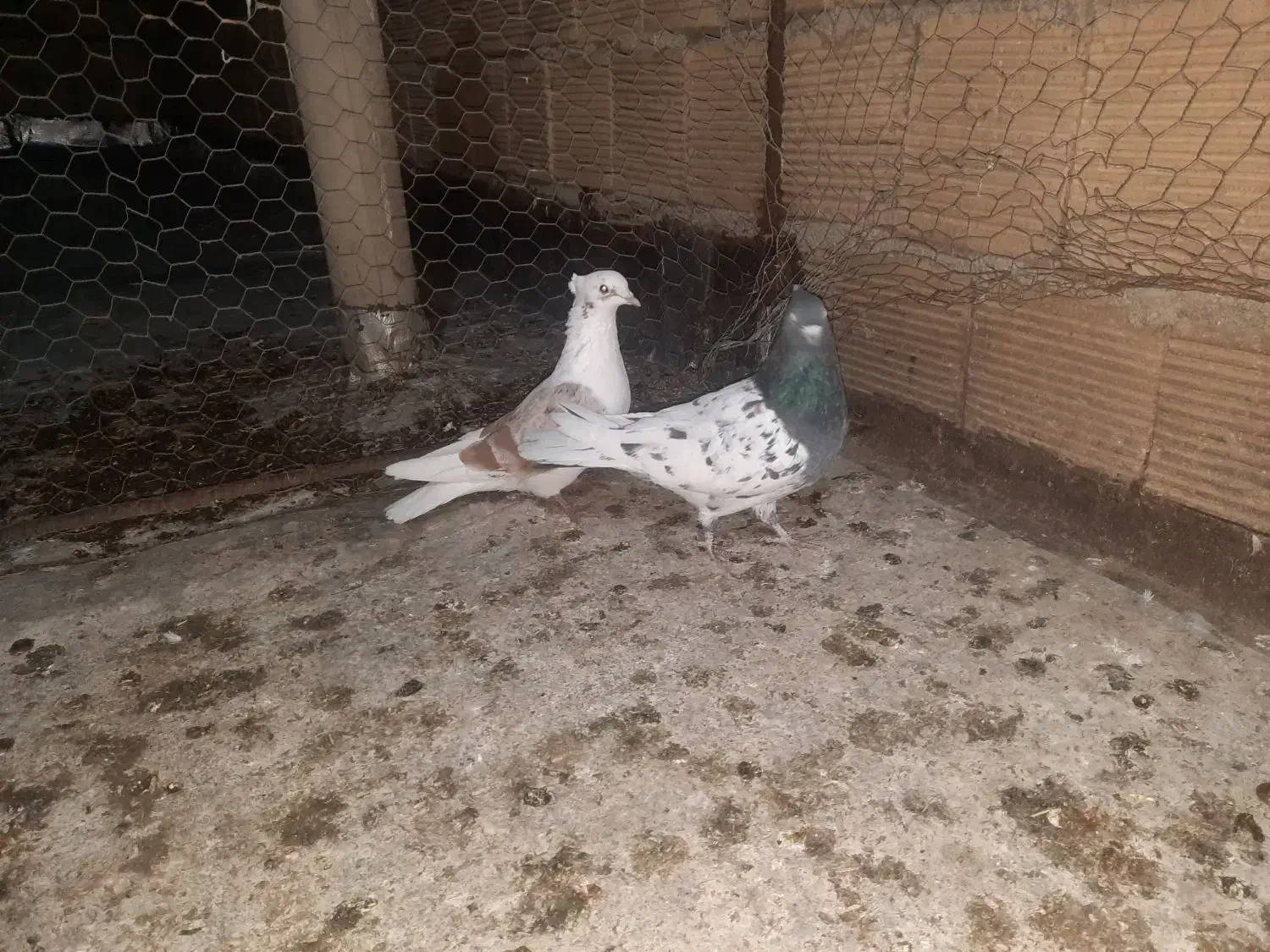 نرکله سبز|پرنده|خرم‌آباد, |دیوار