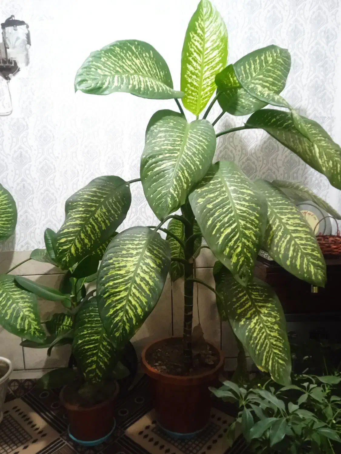 گل دیفن|گل و گیاه طبیعی|شهرکرد, |دیوار