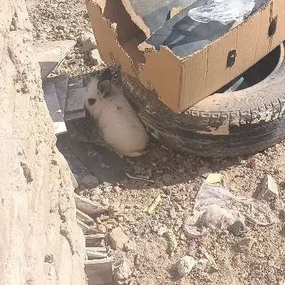 خرگوش|موش و خرگوش|آران و بیدگل, |دیوار