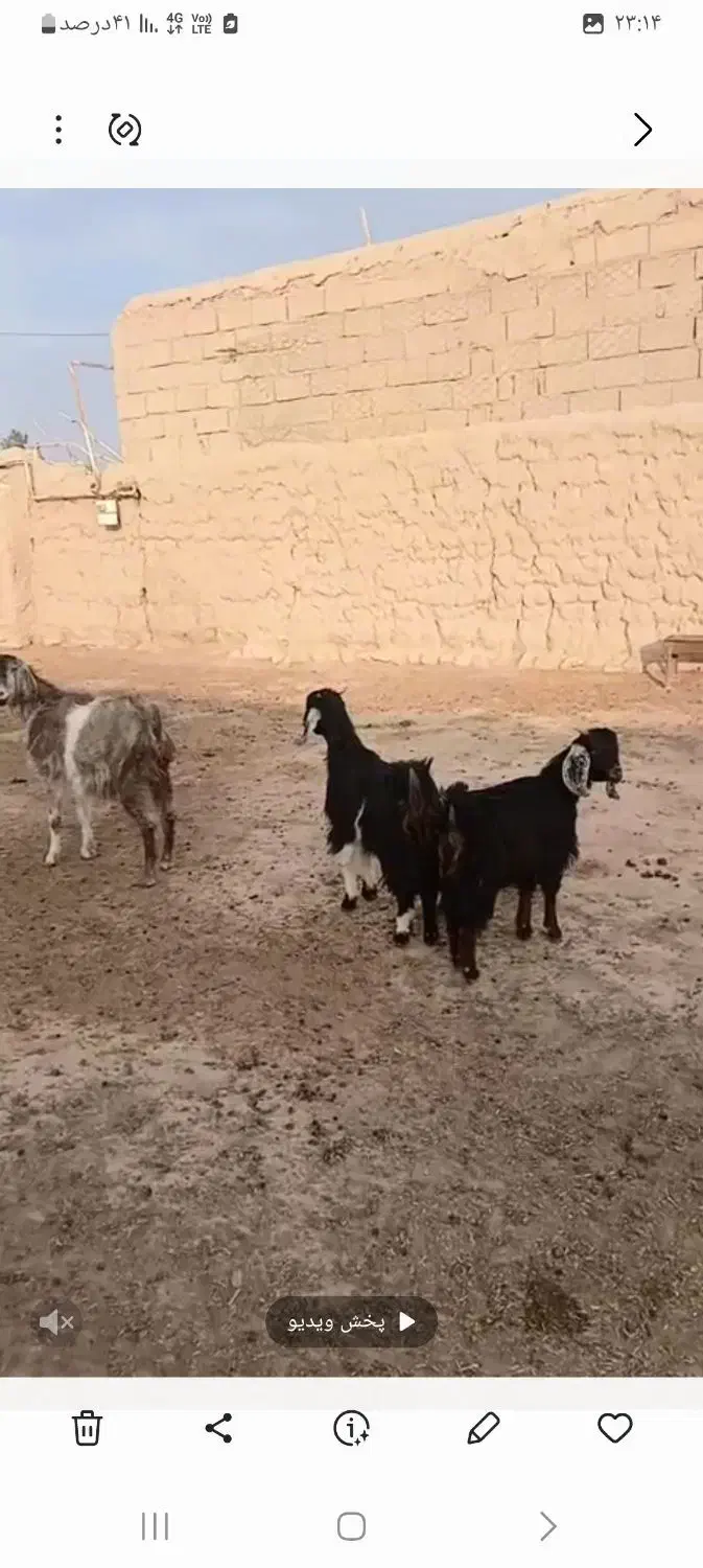 بز دوقلو|حیوانات مزرعه|شاهرود, |دیوار