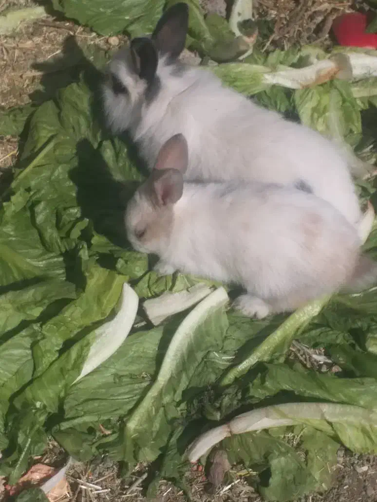 خرگوش|موش و خرگوش|مریوان, |دیوار