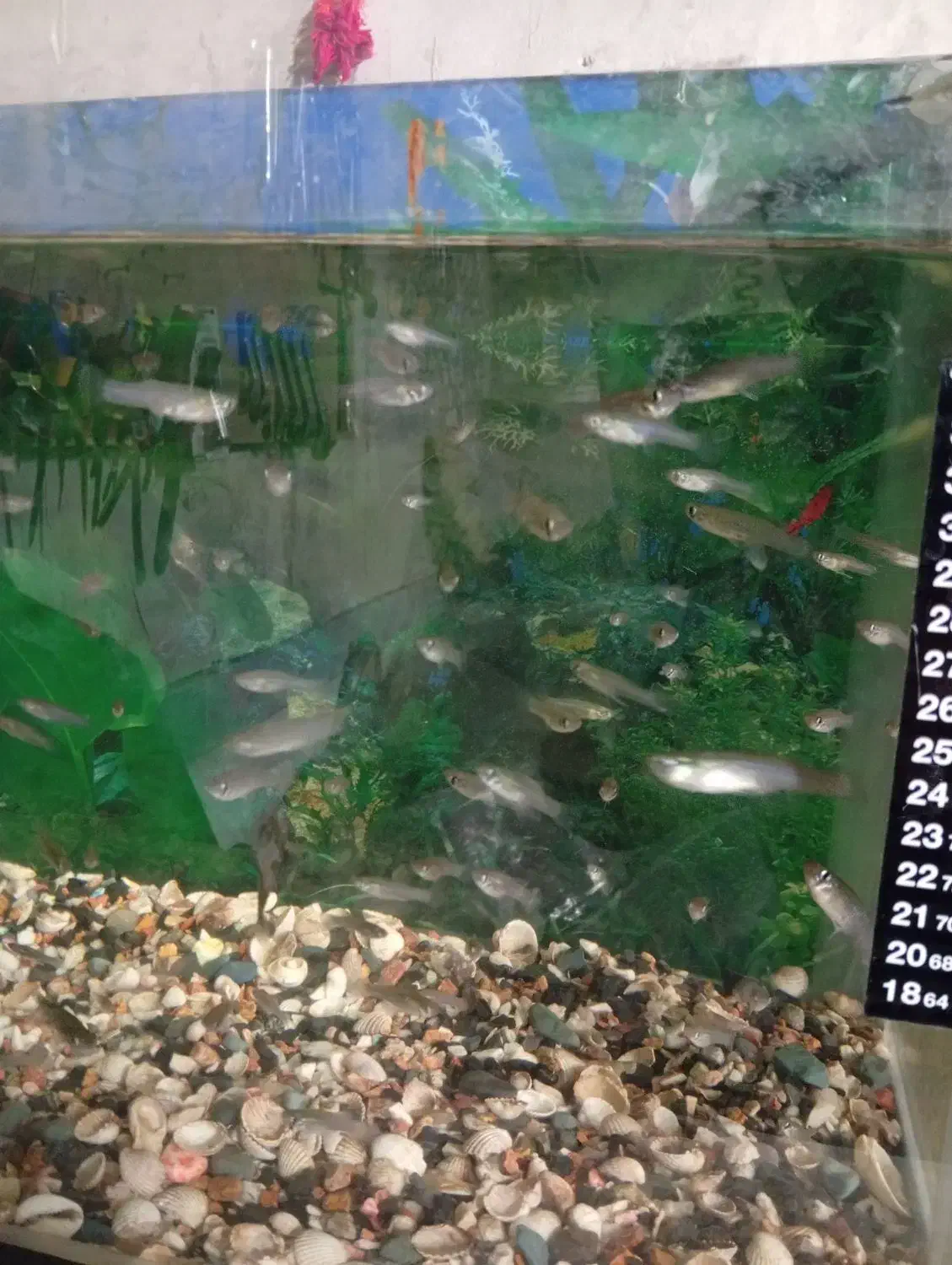 ماهی کوپی|ماهی|اردبیل, |دیوار