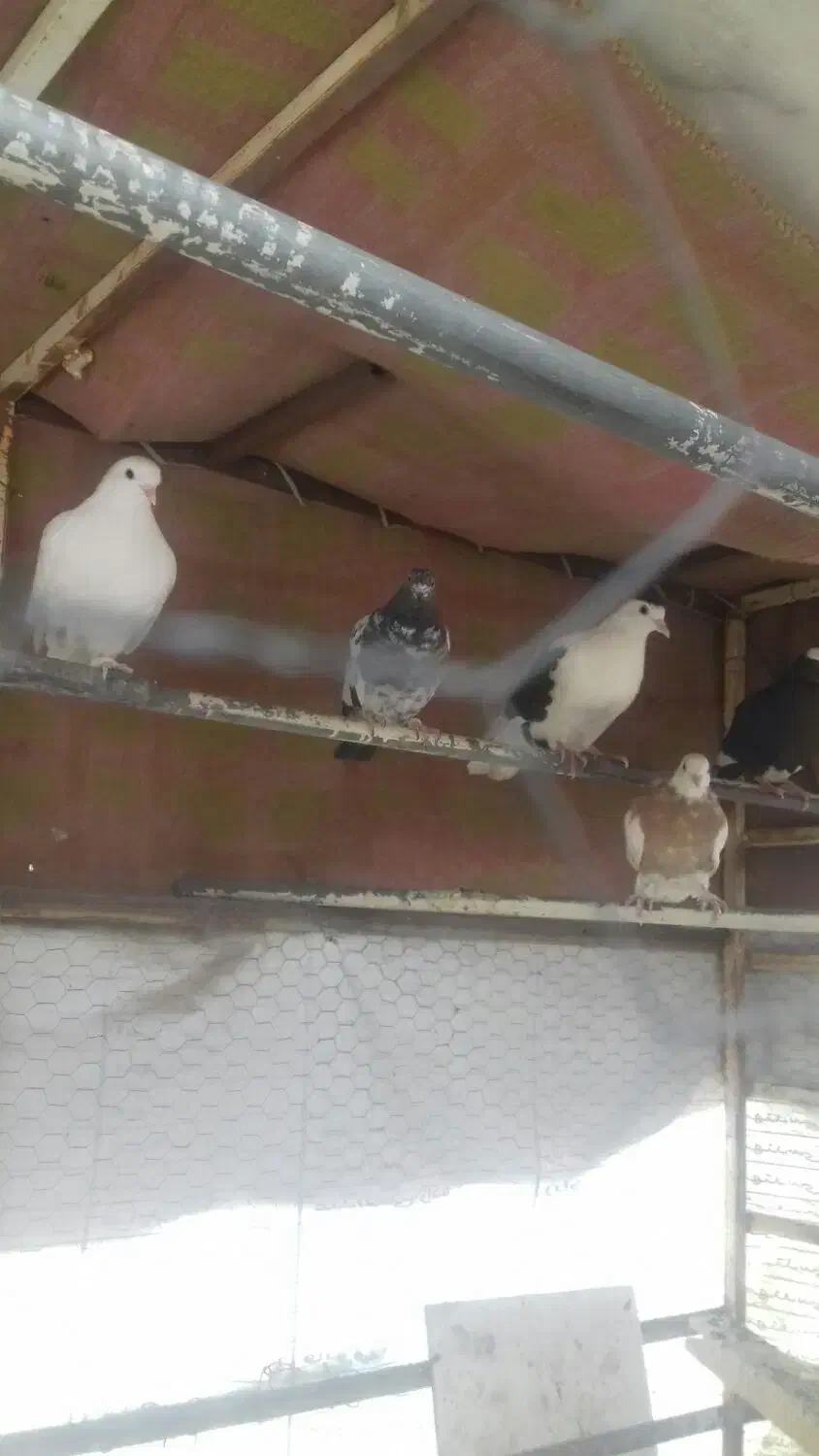 کبوتر|پرنده|کرمان, |دیوار