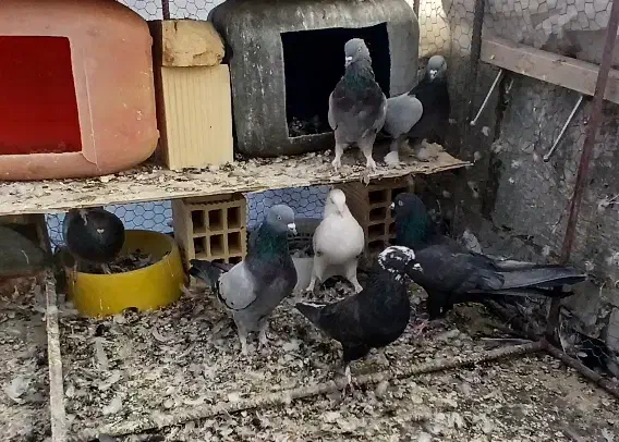 کبوتر پر قدیمی|پرنده|سامان, |دیوار