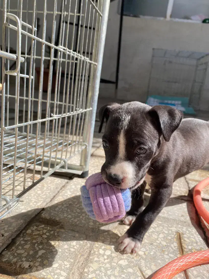 پیت بول اِستافوردشایر|سگ|کرج, فاز ۳ مهرشهر|دیوار