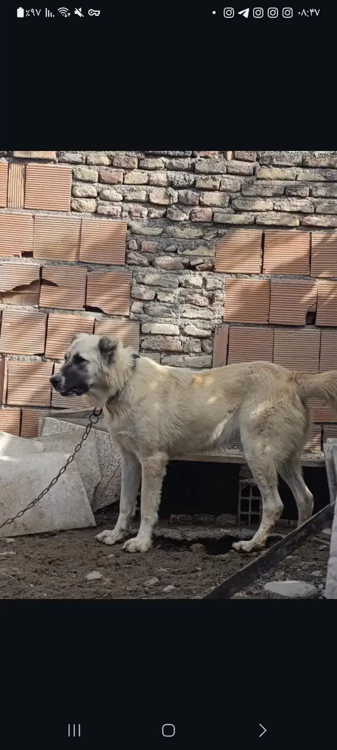 واگذاری سگ ماده ترکمن دم فحل|سگ|بندر ترکمن, |دیوار