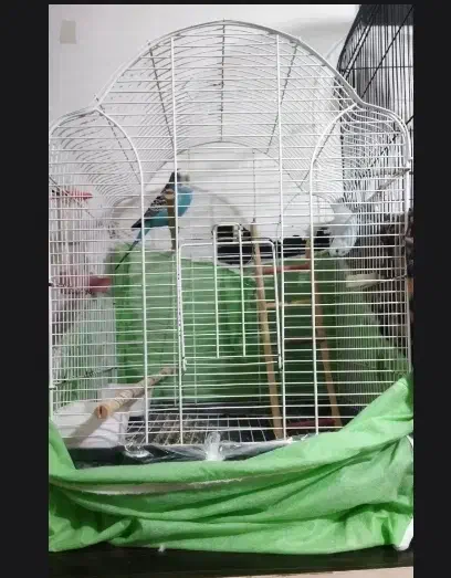 مرغ عشق|پرنده|رشت, جانبازان|دیوار