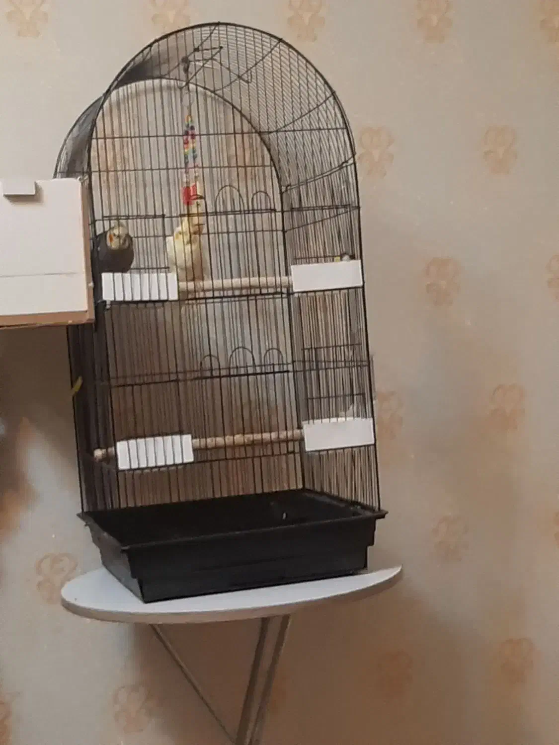 عروس هلندی  جفت نر و ماده با تمام وسایل وقفس|پرنده|شهریار, شهریار|دیوار