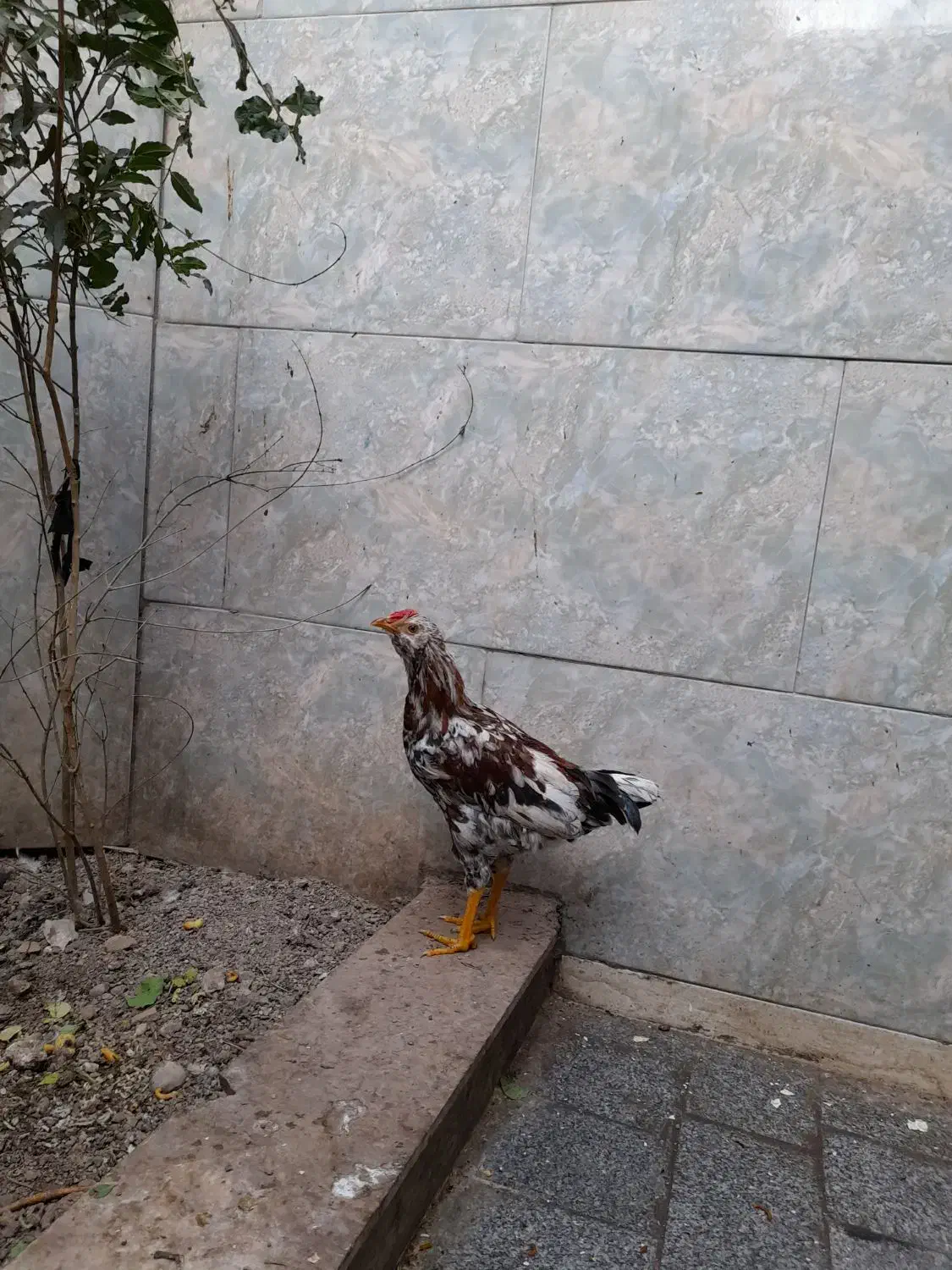 خروس گلپایگانی چهل تاج|حیوانات مزرعه|پاکدشت, پاکدشت (مامازند)|دیوار