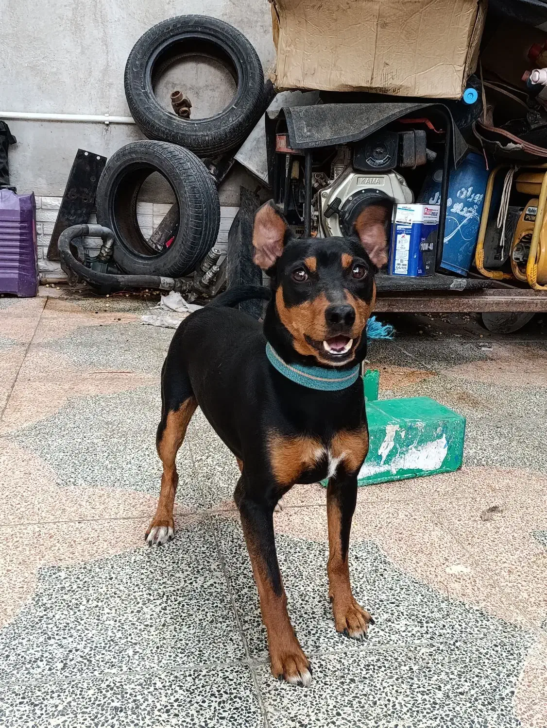 گم شده|حیوانات|سیرجان, |دیوار