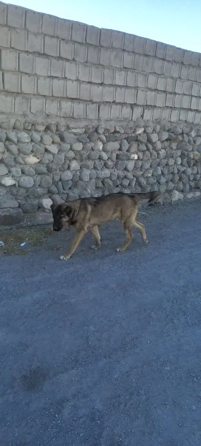 سگ گم شده|حیوانات|مشگین شهر, |دیوار