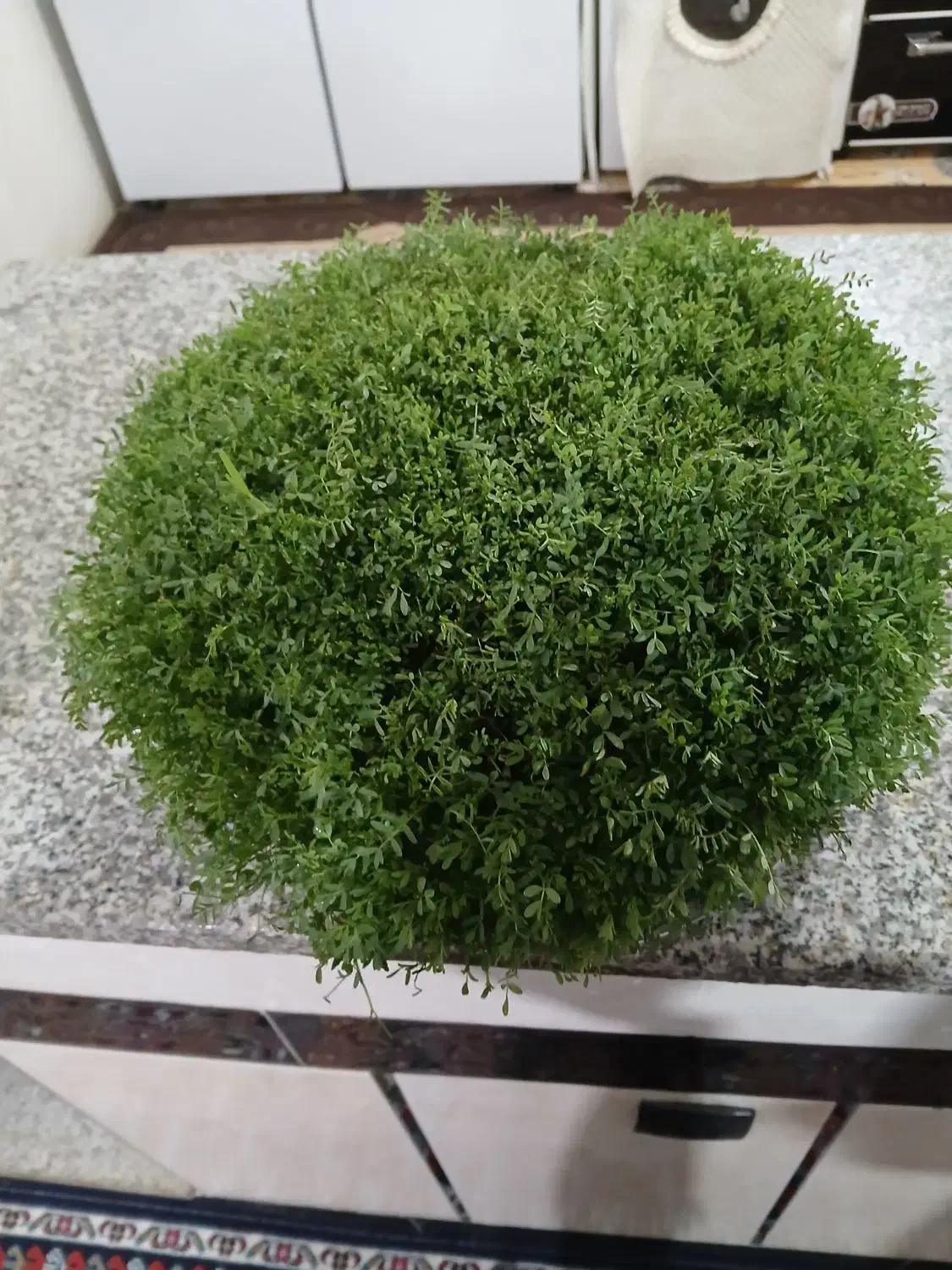 سبزی مناسب عروسی و نامزدی|حراج|کوهدشت, |دیوار