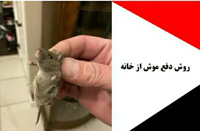 دفع موش بدون بو|خدمات نظافت|کیش, |دیوار