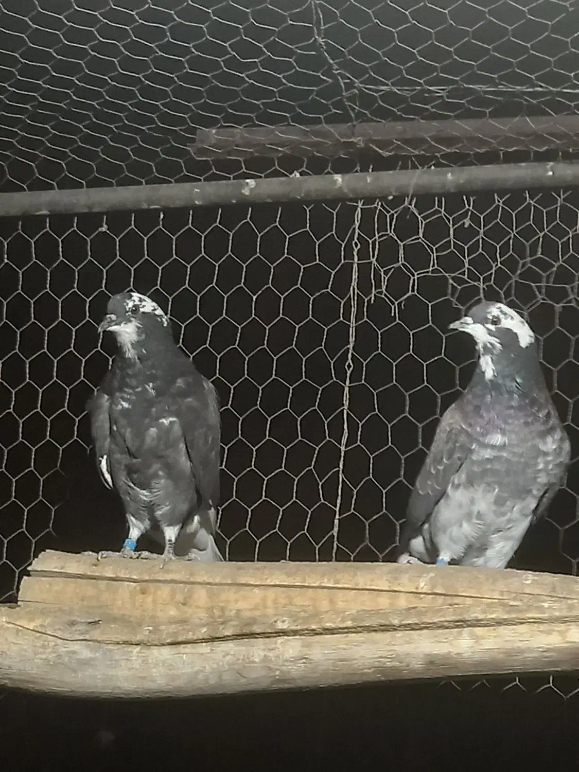 جوجه کبوتر پرشی قاره دم سفید|پرنده|فولادشهر, A1|دیوار