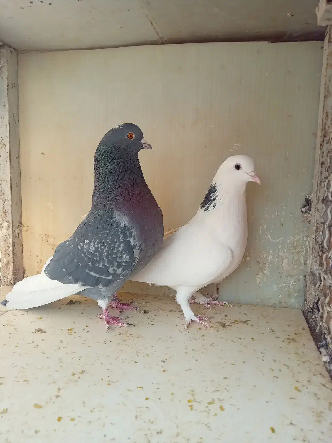 کفتر|پرنده|تهران, آهنگران (سراسیاب دولاب)|دیوار