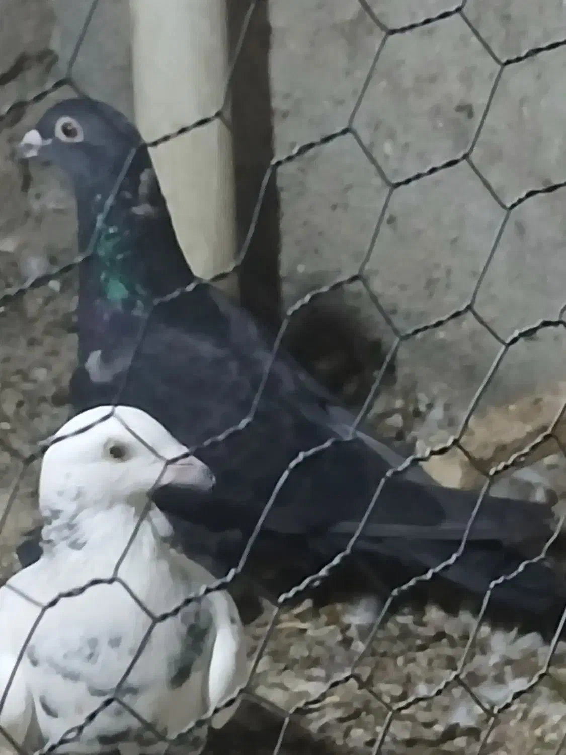 خارجی خوب|پرنده|برازجان, |دیوار