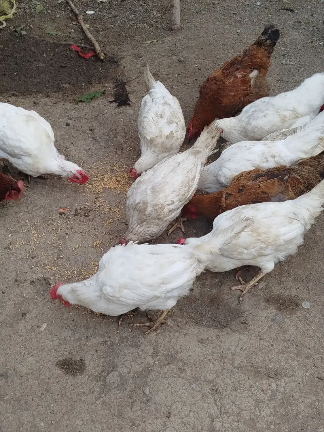 بوقلمون طبیعی و ارگانیک|حیوانات مزرعه|چهاردانگه (آذربایجان), |دیوار