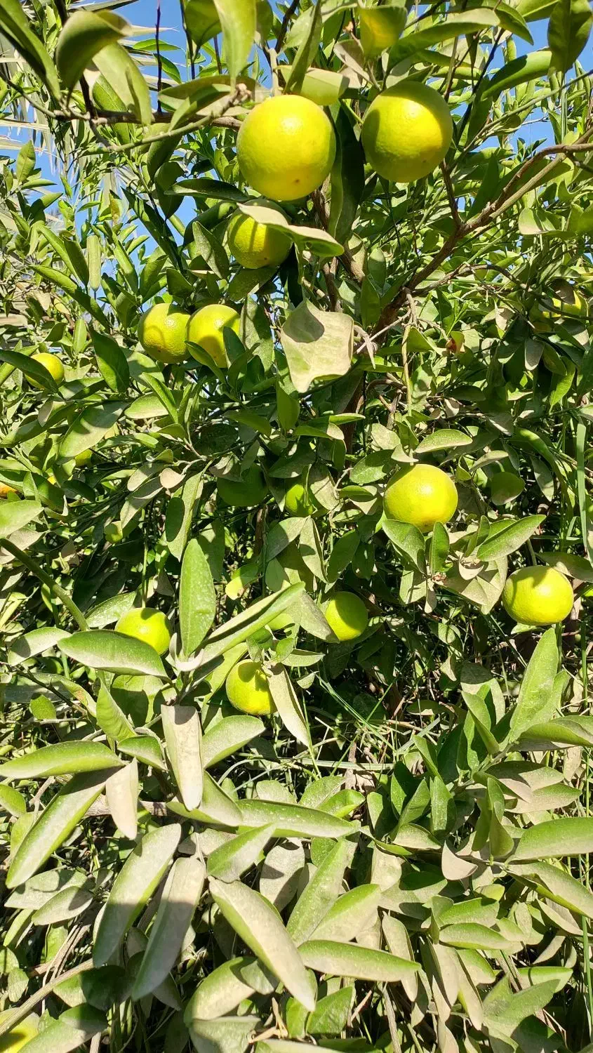 خرید مرکبات پرتقال لیمو نارنگی|خدمات باغبانی و درختکاری|دزفول, |دیوار