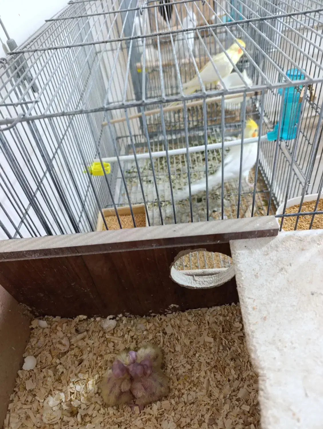 3 جفت طوطی عروس با جوجه نر و ماده تکی هم هست|پرنده|بندر ماهشهر, |دیوار