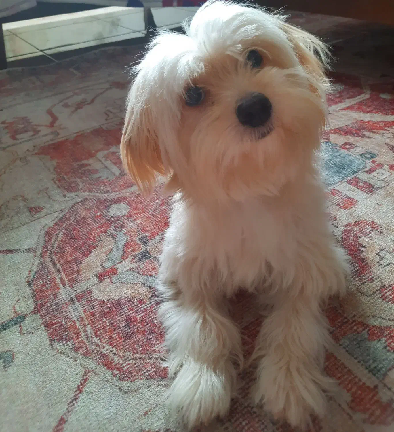 واگزاری پت خونگی|سگ|بندر انزلی, آخرخط|دیوار