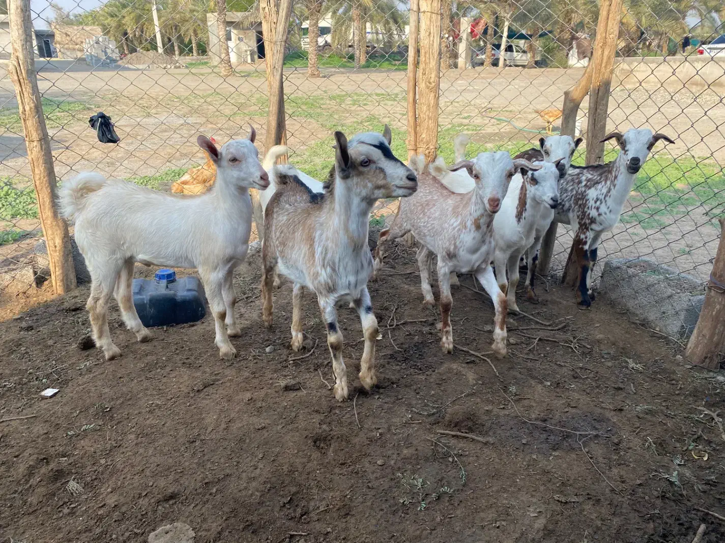 کهره|حیوانات مزرعه|تخت, |دیوار