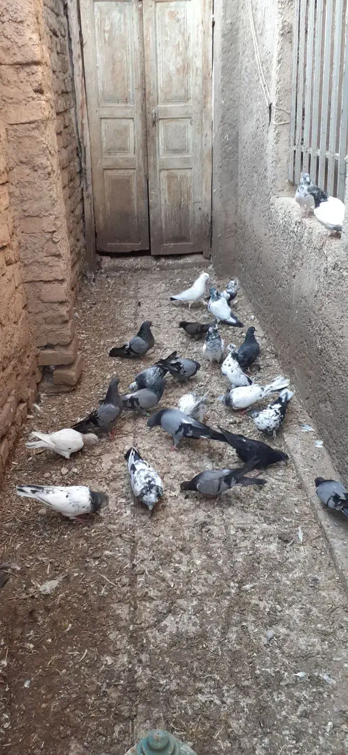 کبوتر|پرنده|منجیل, |دیوار