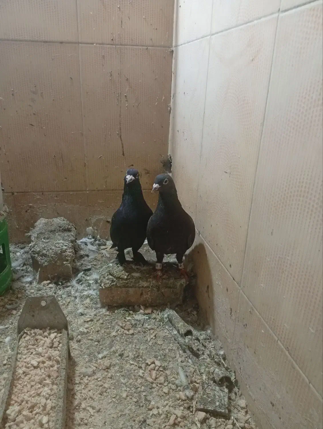 کبوتر سالم|پرنده|مینودشت, |دیوار