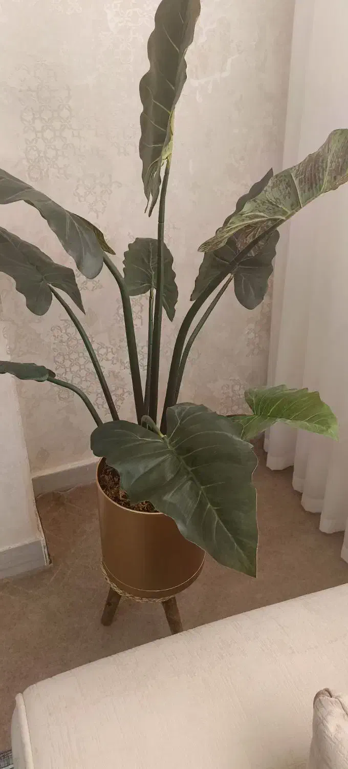 درختچه بابا آدم مصنوعی|گل مصنوعی|زنجان, |دیوار