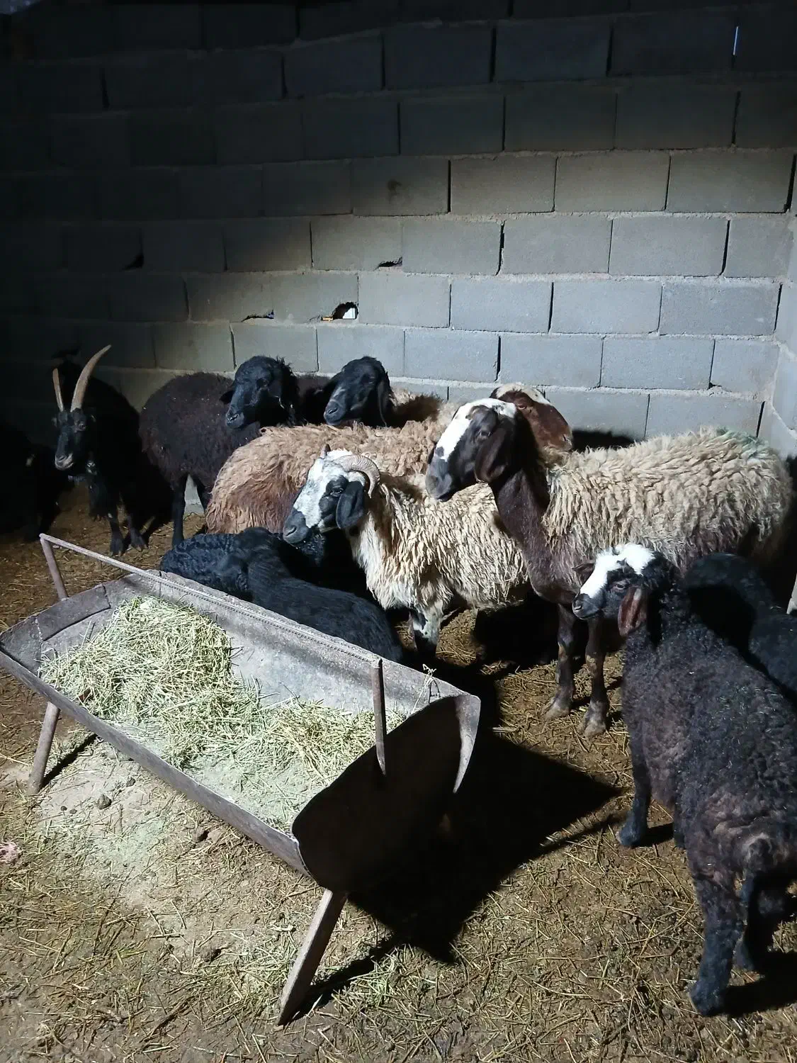 میش بره دار|حیوانات مزرعه|جوادآباد, |دیوار