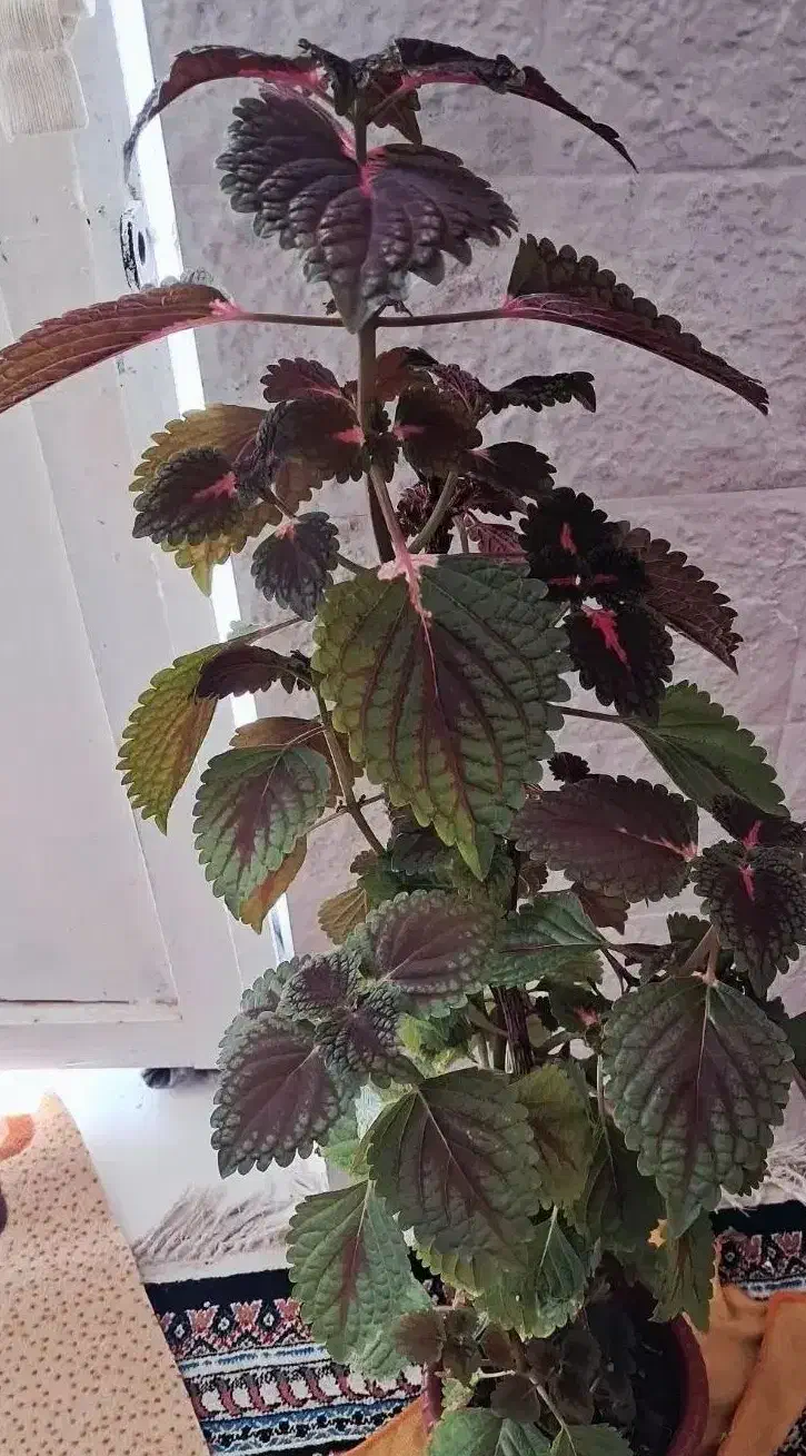 گل حسن یوسف و گل پتوس تازه و یک عدد کیف کرمی نو|کیف، کفش، کمربند|شیراز, گویم|دیوار