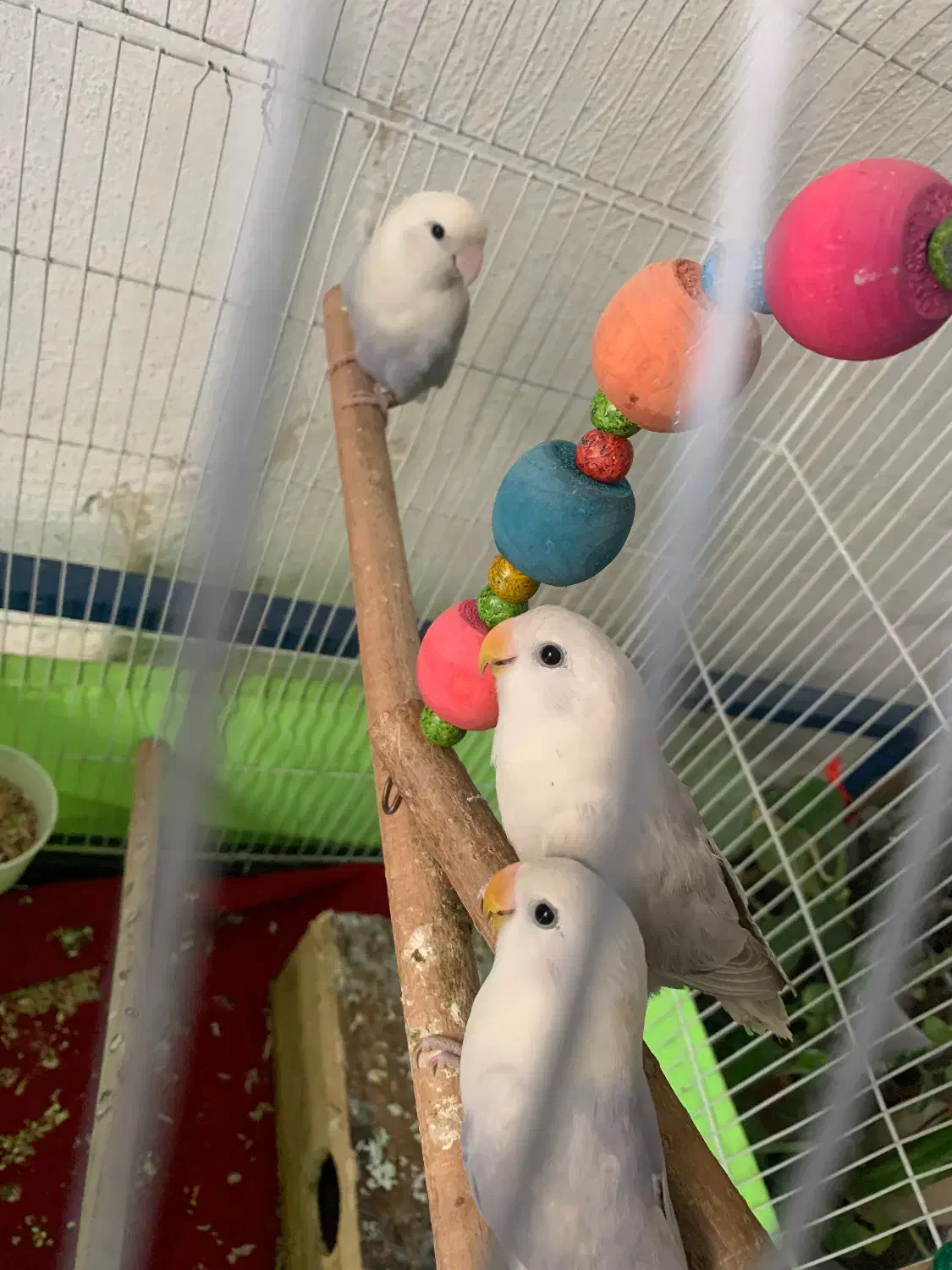 طوطی برزیلی|پرنده|قدس, شهر‌قدس|دیوار