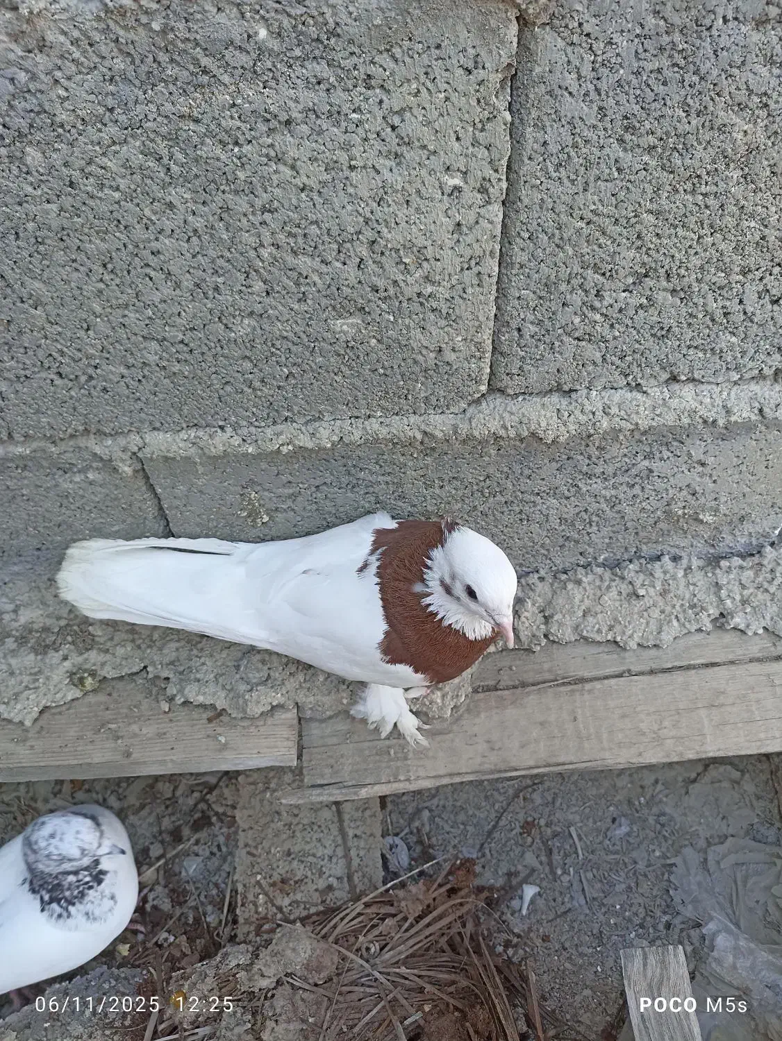 کبوتر طوقی|پرنده|جم, |دیوار