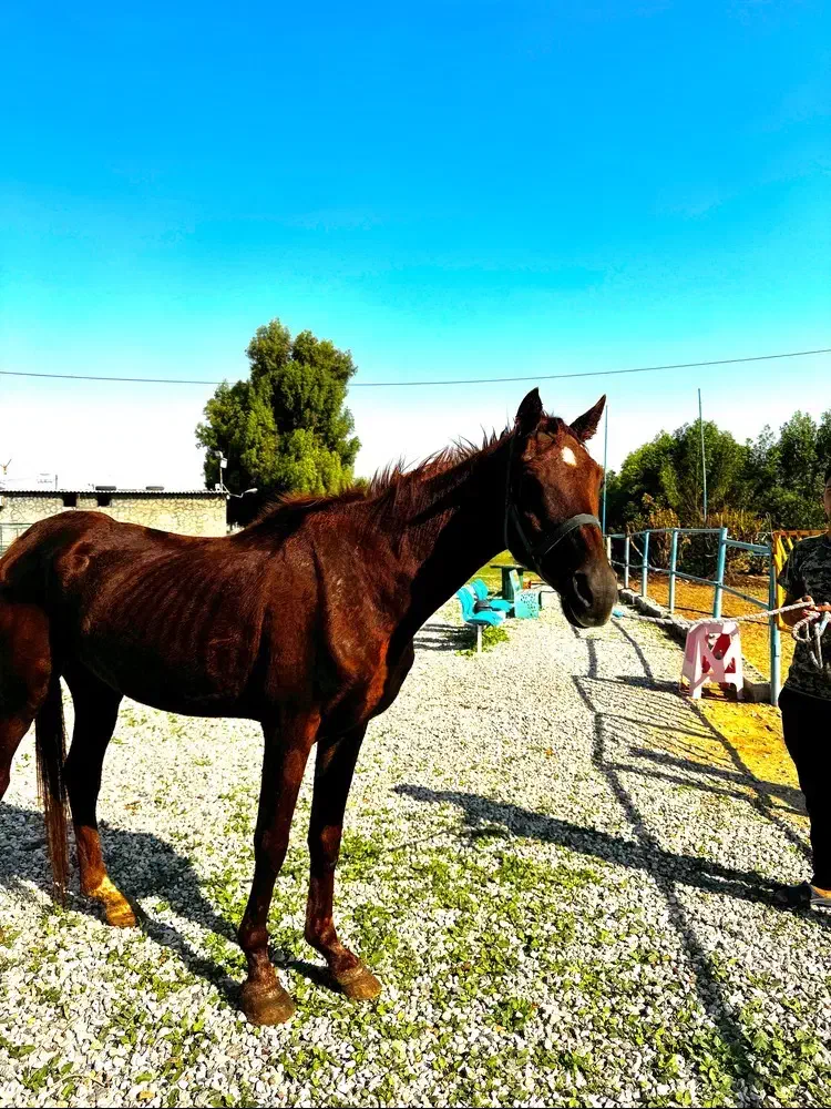 اسب نریون|اسب و تجهیزات اسبسواری|بندرعباس, |دیوار