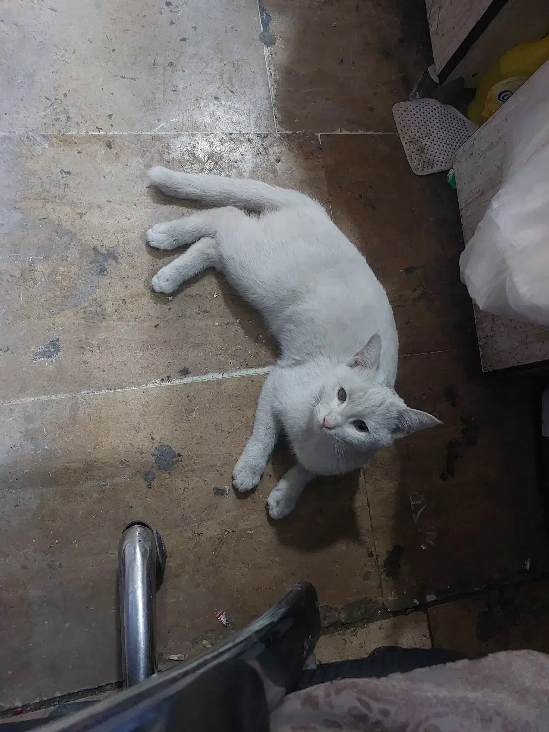 واگذاری گربه رایگان|گربه|قم, ولیعصر|دیوار