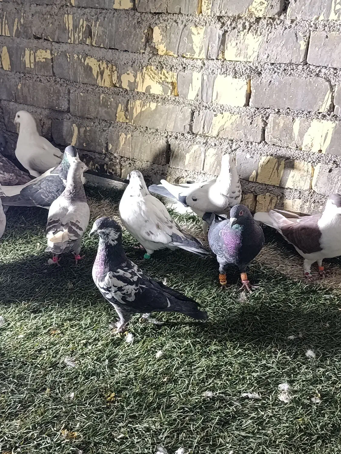 دس کفتری هم بو هوای 18تای|پرنده|شیراز, سعدیه جنوبی|دیوار