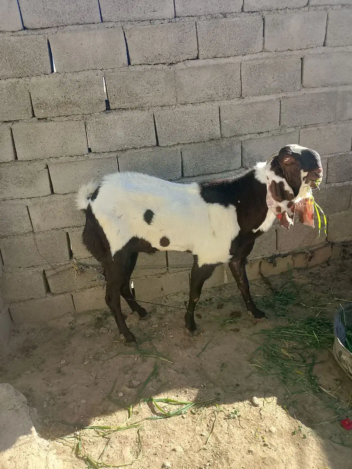 نر بزپنجاب فروشی|حیوانات مزرعه|پسکوه, |دیوار