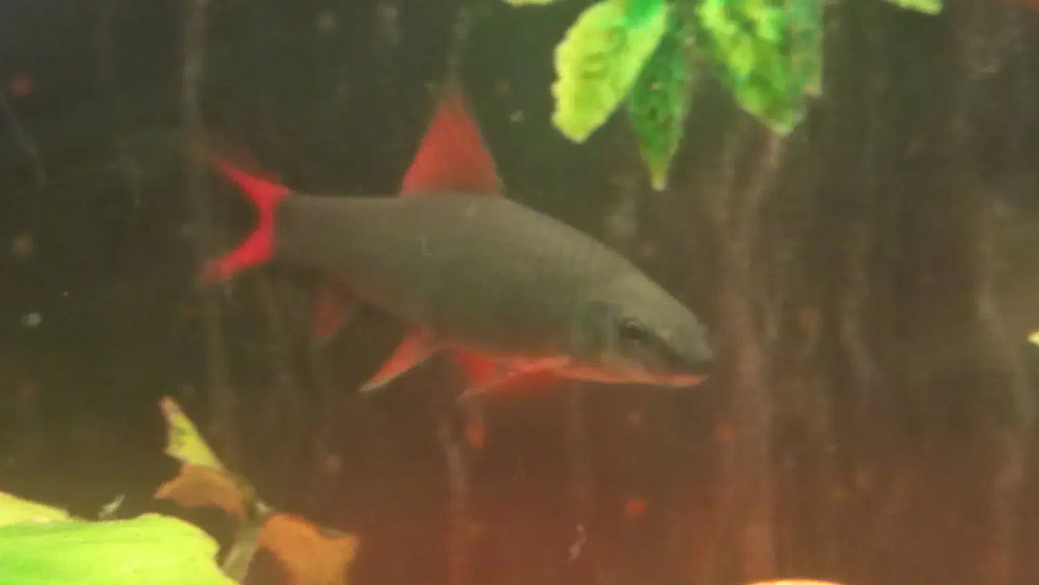 ماهی شارک|ماهی|کرج, برغان|دیوار