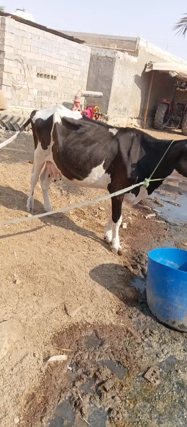 گاو با گوساله نر خارجی|حیوانات مزرعه|شادگان, |دیوار