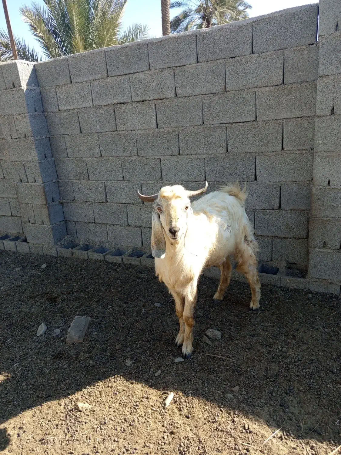 چپش یک سال چاق ۲۰کیلو گوشت داره|حیوانات مزرعه|حور, |دیوار