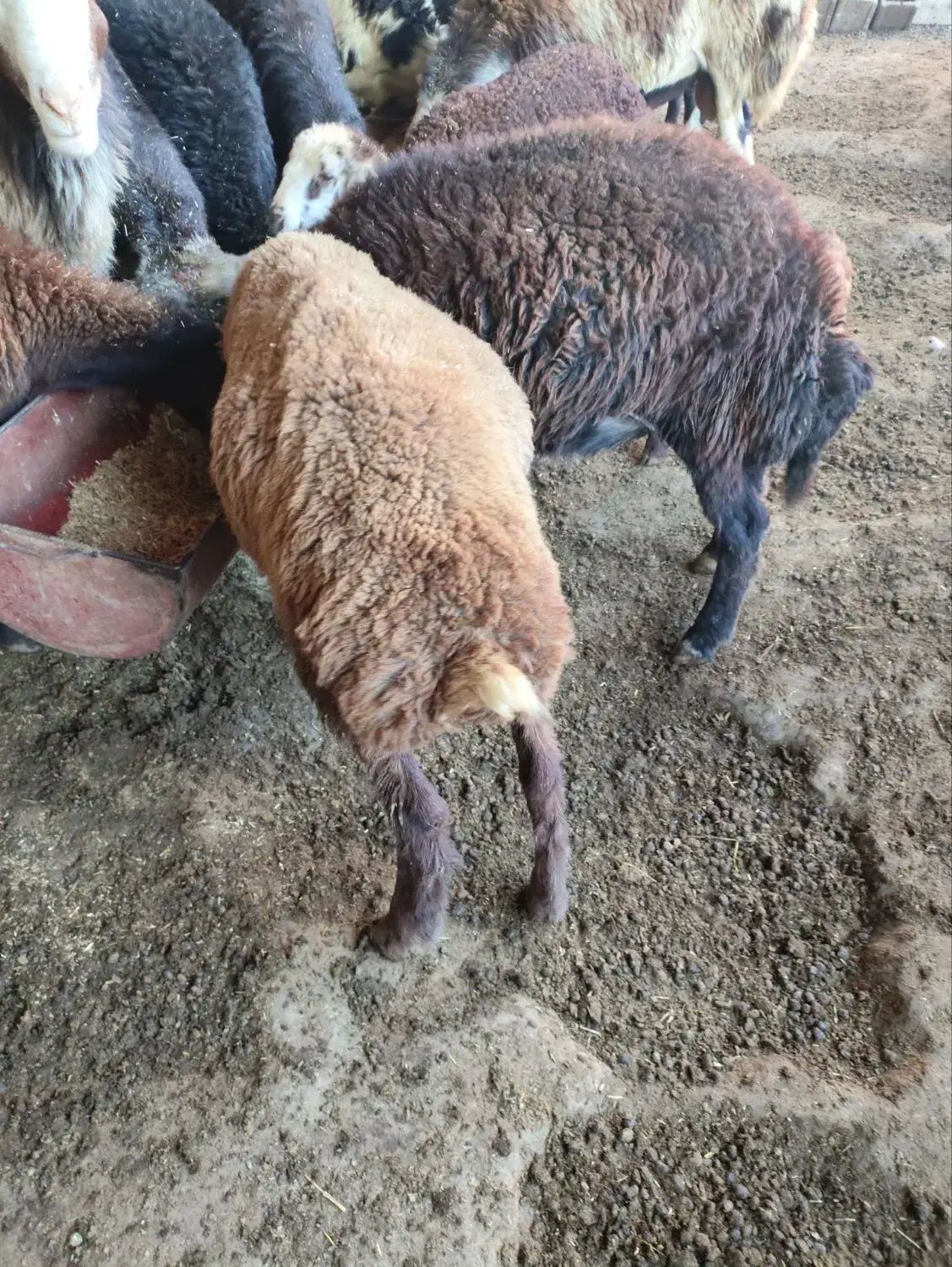 ۳تا نر کیلو نیستن|حیوانات مزرعه|گرگان, |دیوار