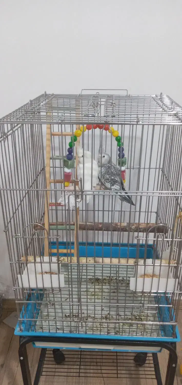 قفس ۱۰۳۳ بزرگ ضخیم و عروس هلندی|پرنده|زیباکنار, |دیوار